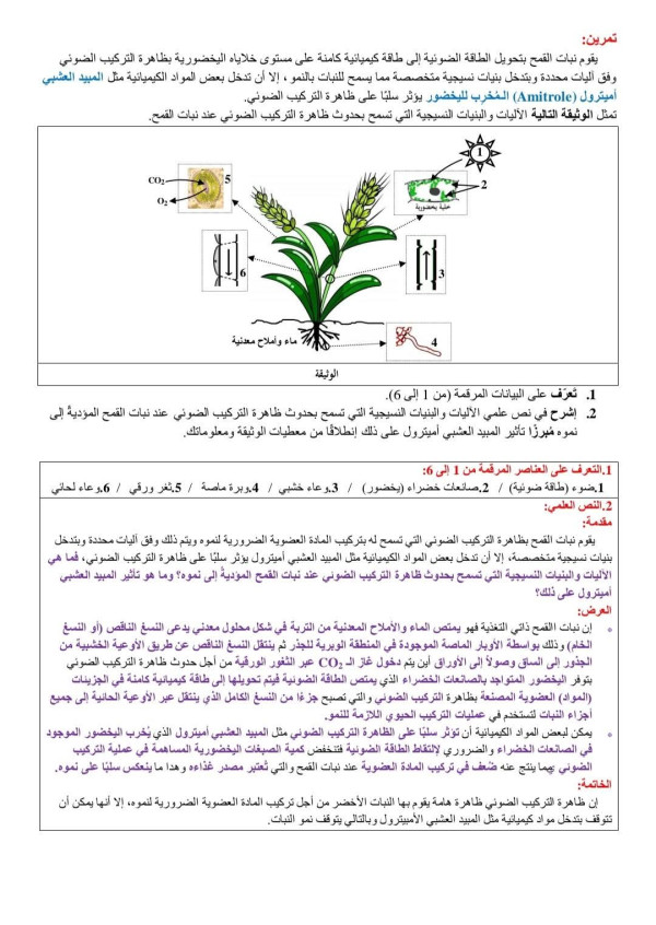 أشرح في نص علمي حول الآليات والبنيات النسيجية التي تسمح بحدوث ظاهرة التركيب الضوئي عند نبات القمح المؤدّية إلى نموه مبرر تأثير المبيد العشبي امبترول